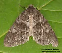 Galenara lallata - Hodges#6628