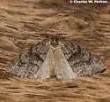 Galenara lixaria - Hodges#6630
