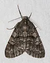Galenara lixaria - Hodges#6630 - photo 2