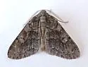 Galenara lixaria - Hodges#6630 - photo 3