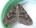 Galenara lixaria - Hodges#6630 - photo 4