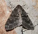Galenara lixaria - Hodges#6630 - photo 5