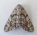 Galenara lixarioides - Hodges#6631 - Galenara lixarioides