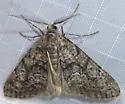 Galenara lixarioides - Hodges#6631 - photo 4