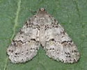 Galenara olivacea - Hodges#6633