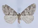 Galenara olivacea - Hodges#6633 - photo 2