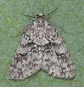 Galenara olivacea - Hodges#6633 - photo 3