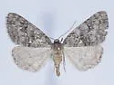 Galenara olivacea - Hodges#6633 - photo 4