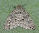 Galenara olivacea - Hodges#6633 - photo 5