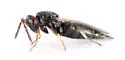 Galeopsomyia epidius