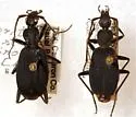 Galerita (Galerita) aequinoctialis