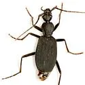 Galerita (Galerita) aequinoctialis - photo 2