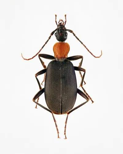 Galerita atripes