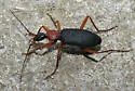 Galerita bicolor