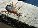 Galerita bicolor - photo 2