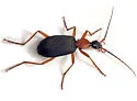 Galerita bicolor - photo 3