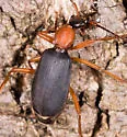 Galerita bicolor - photo 5