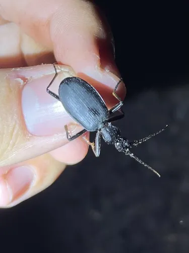 Galerita forreri