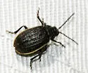 Galeruca costatissima