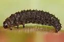 Galeruca externa - Galeruca externa