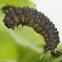 Galeruca externa - photo 2