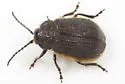 Galeruca externa - photo 4