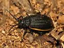 Galeruca rudis
