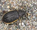 Galeruca rudis - photo 2