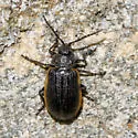 Galeruca rudis - photo 4