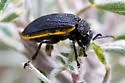 Galeruca rudis - photo 5