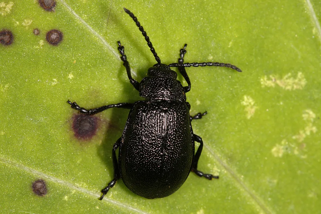 Galeruca tanaceti - photo 2