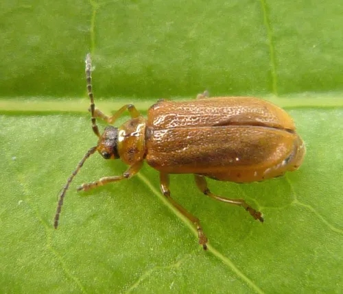 Galerucella sagittariae