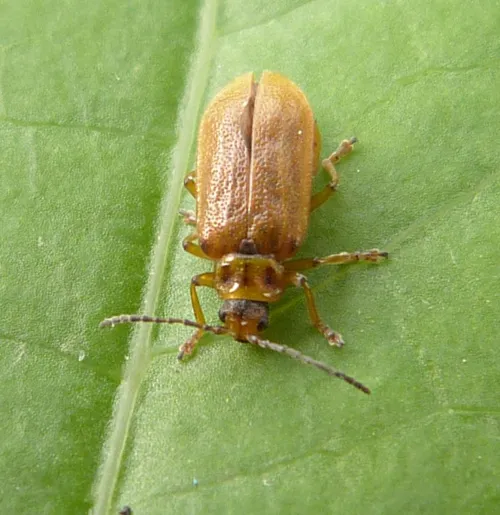 Galerucella sagittariae - photo 2