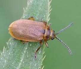 Galerucella sagittariae - photo 3
