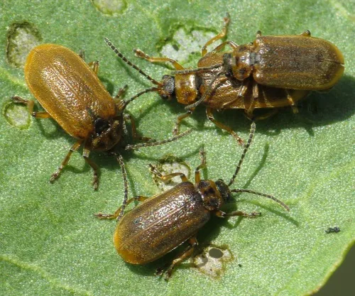 Galerucella sagittariae - photo 4