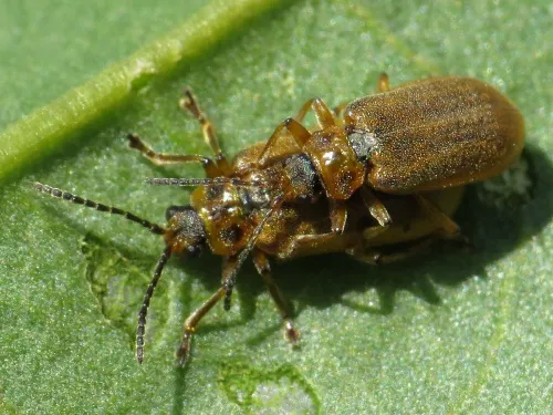 Galerucella sagittariae - photo 5
