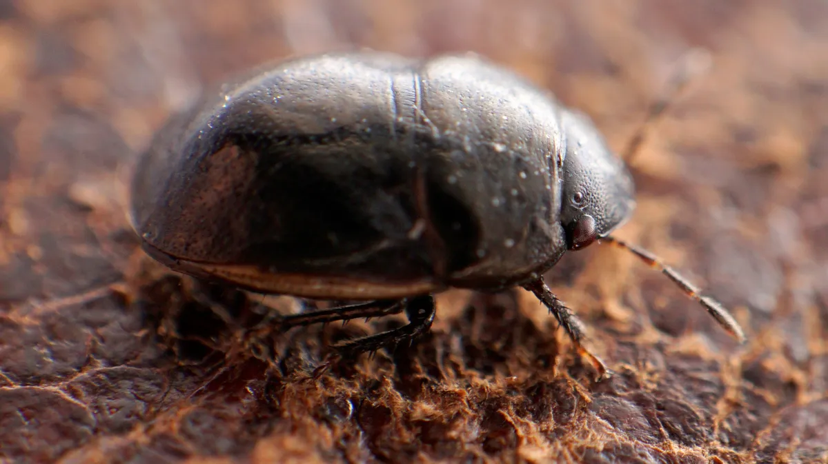 Galgupha albipennis - photo 3