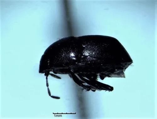 Galgupha aterrima