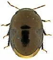 Galgupha diminuta - Galgupha diminuta
