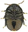 Galgupha diminuta - photo 2
