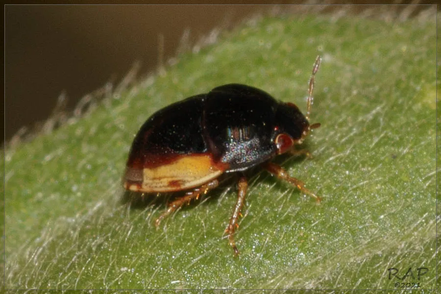 Galgupha diversa - photo 3
