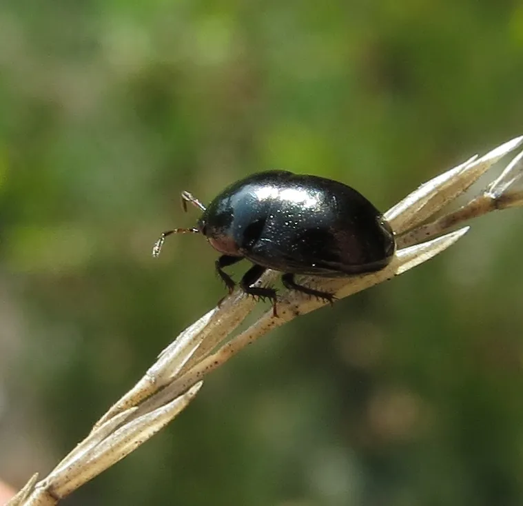 Galgupha nitiduloides