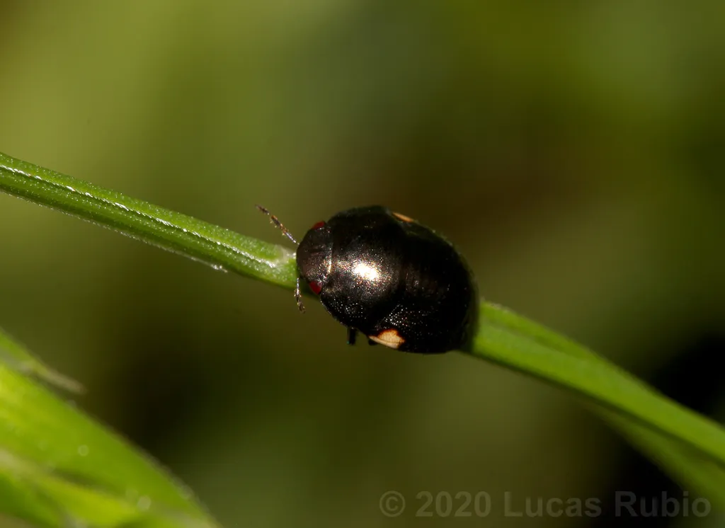 Galgupha xanthocnemis - photo 2