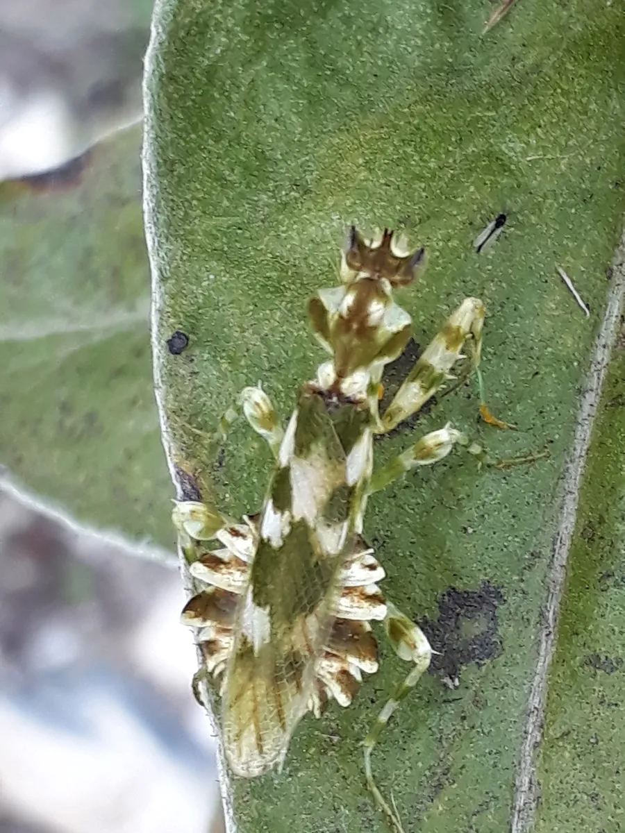 False Flower Mantises - photo 3