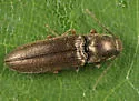 Gambrinus confusus