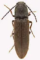 Gambrinus confusus - photo 3