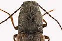 Gambrinus confusus - photo 4