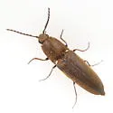 Gambrinus fulvipilis - photo 2