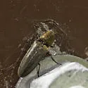 Gambrinus fulvipilis - photo 3