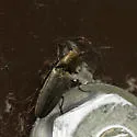 Gambrinus fulvipilis - photo 4